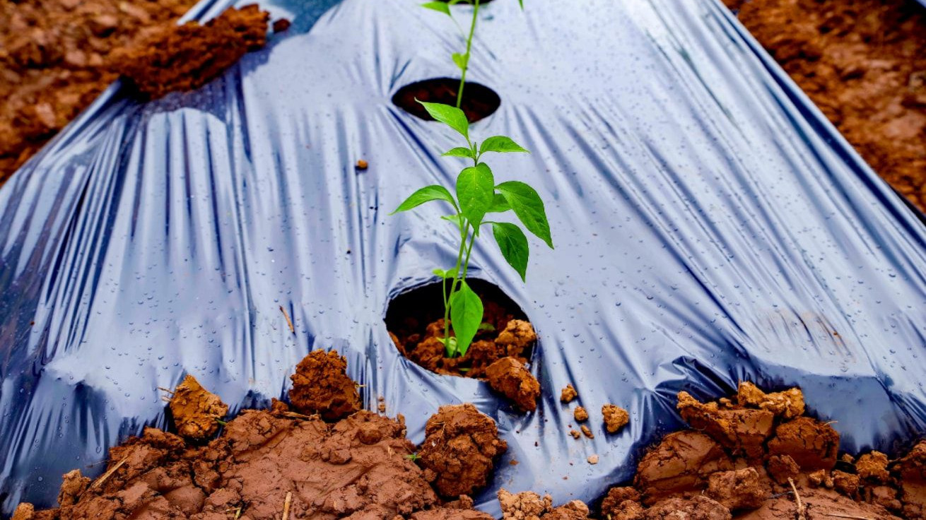 Imagen de la diapositiva